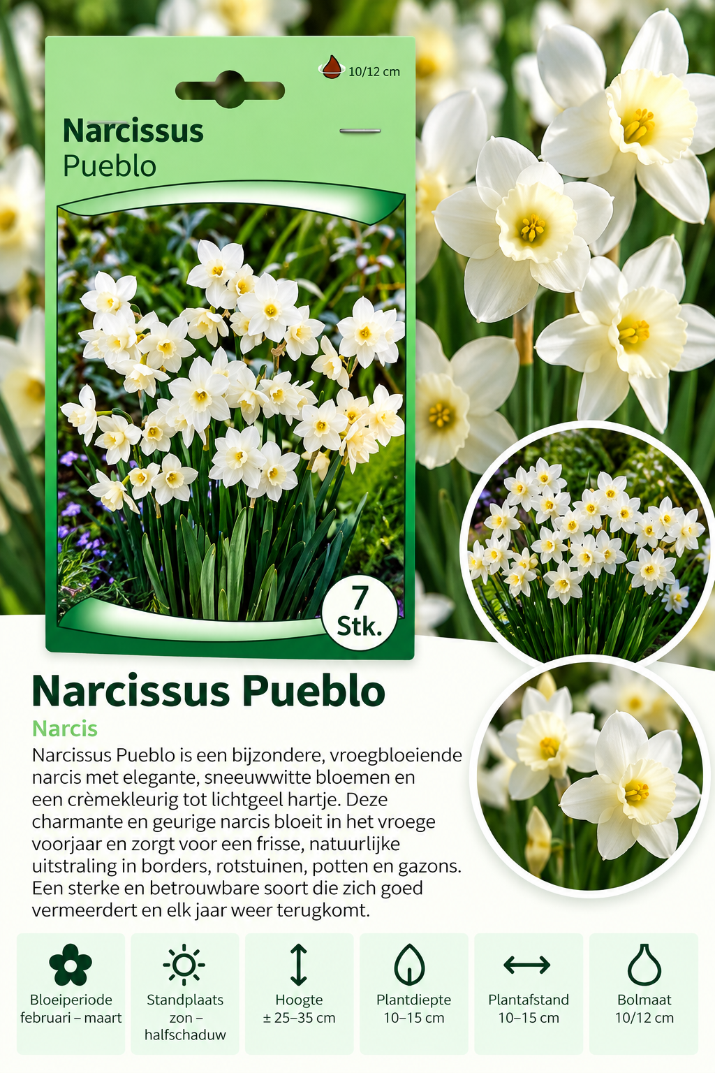 Narcis Pueblo – 7 stuks