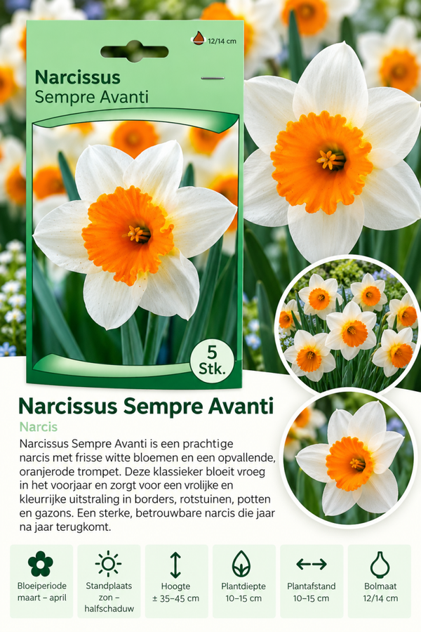 Narcis Sempre Avanti – 5 stuks