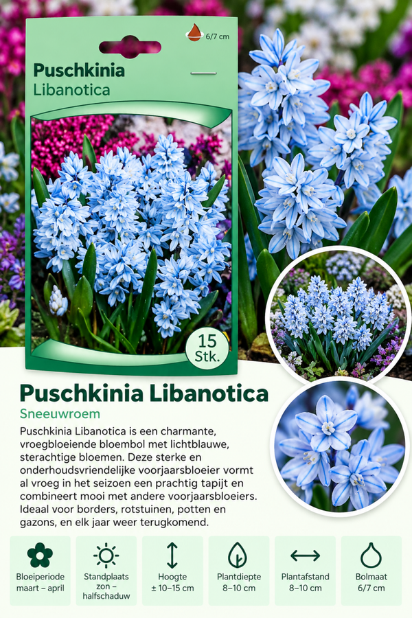 Sneeuwroem Libanotica – 15 stuks