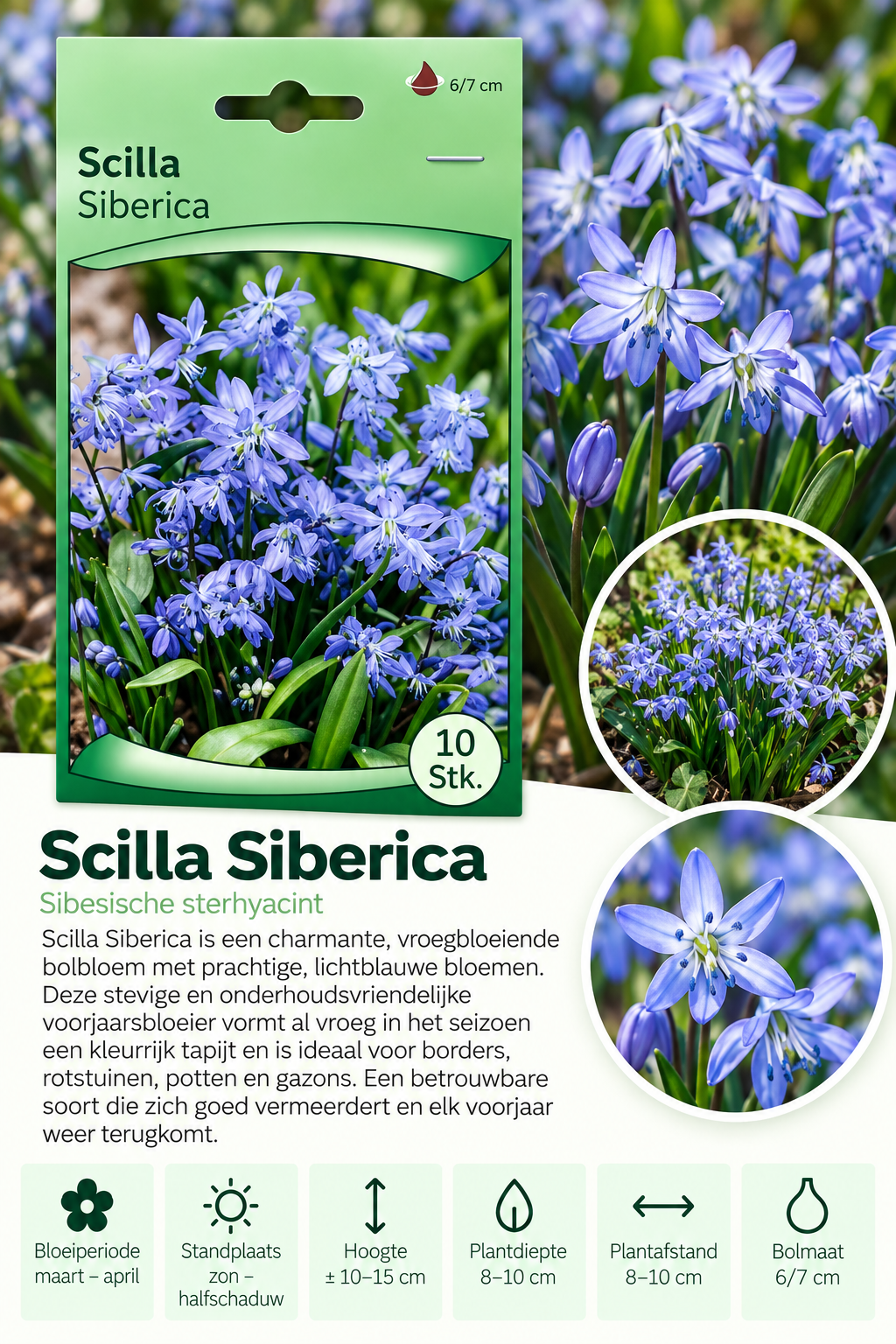 Sterhyacint Siberica – 10 stuks