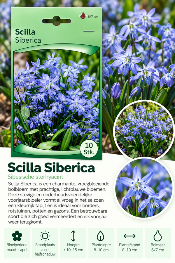 Sterhyacint Siberica – 10 stuks