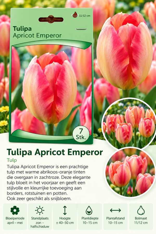 Tulp Apricot Emperor – 7 stuks