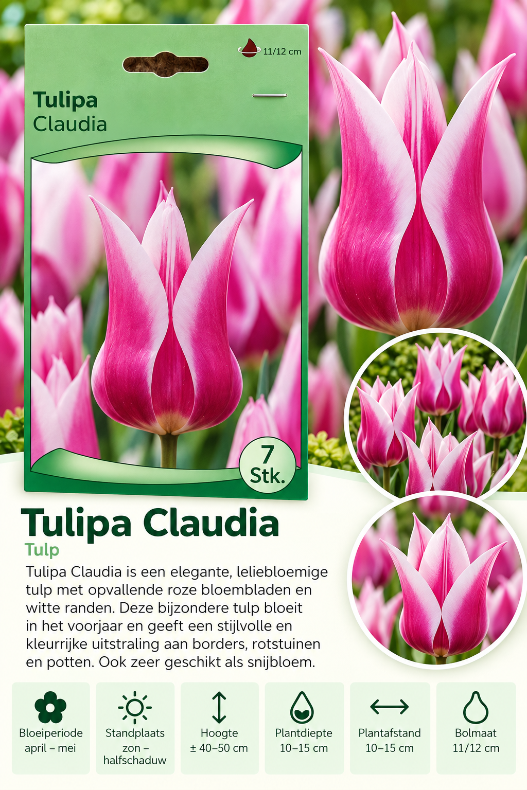 Tulp Claudia – 7 stuks