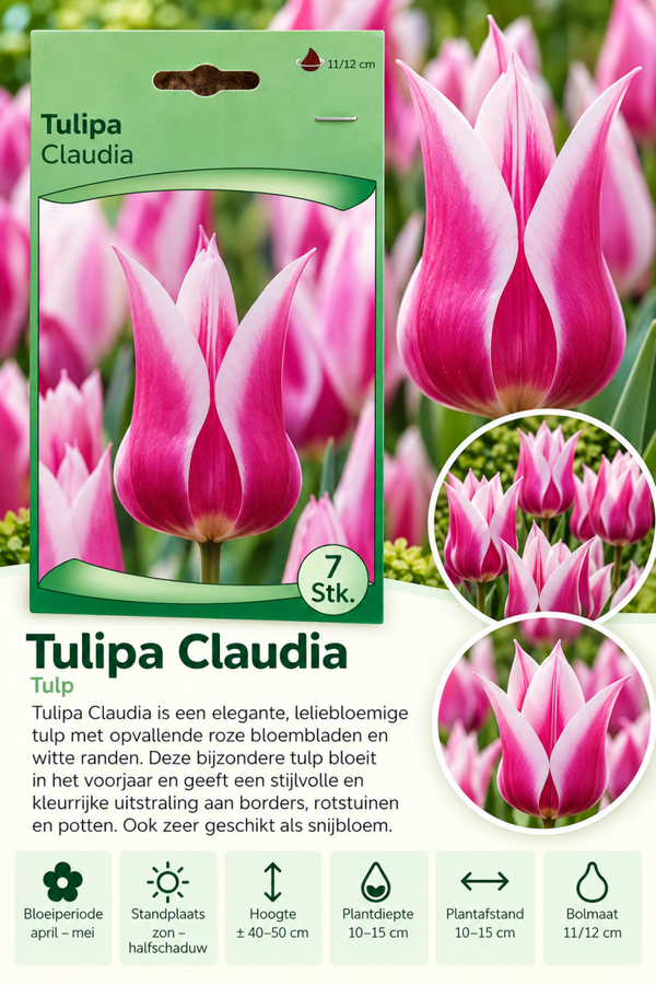 Tulp Claudia – 7 stuks