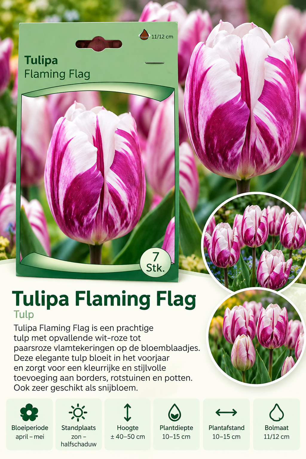 Tulp Flaming Flag – 7 stuks