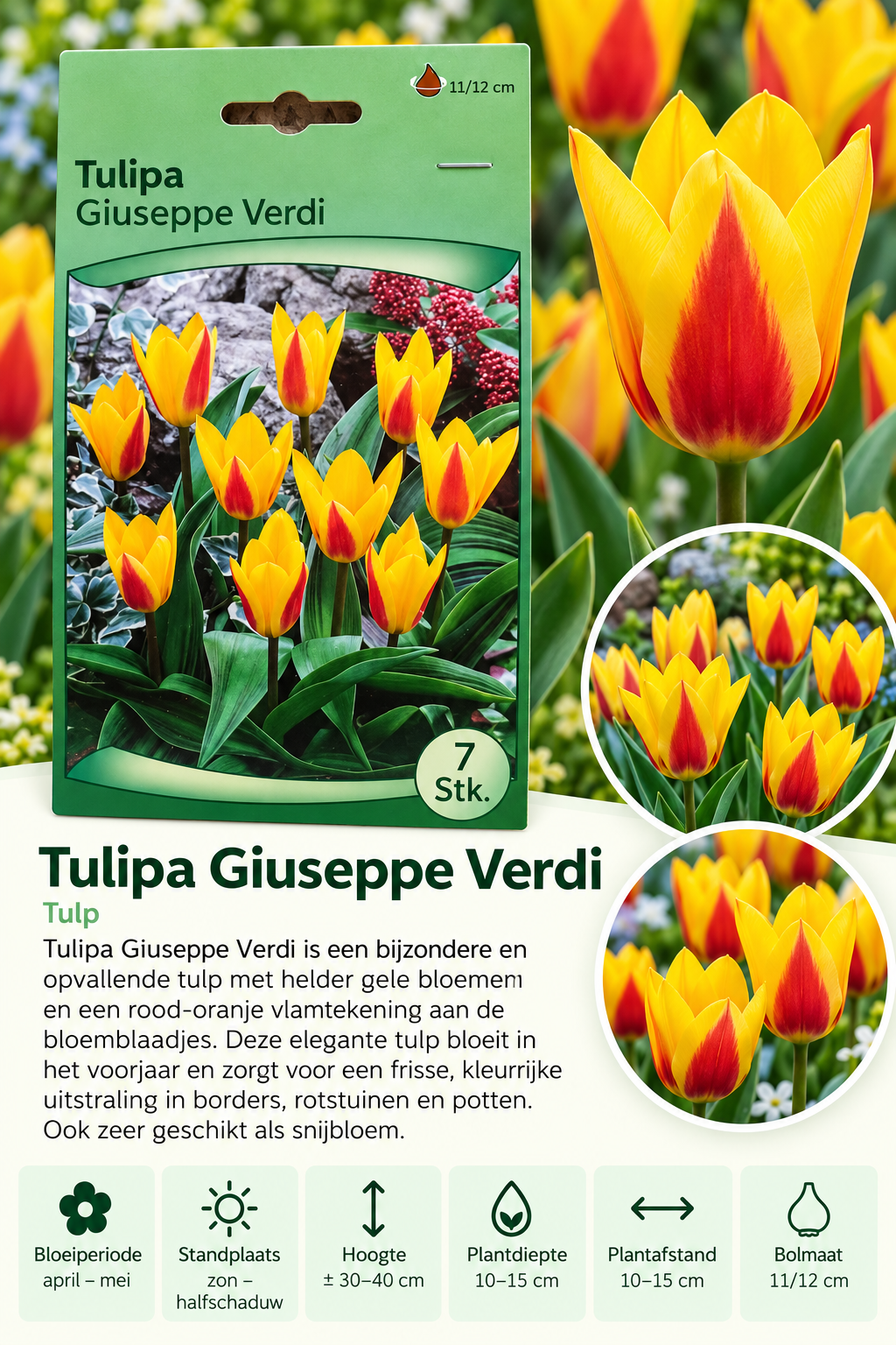 Tulp Giuseppe Verdi – 7 stuks