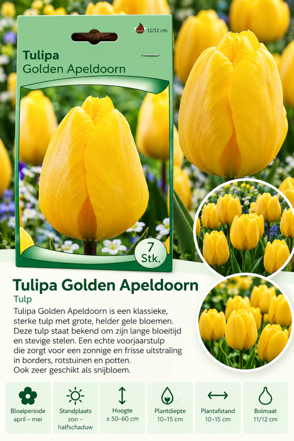 Tulp Golden Apeldoorn – 7 stuks