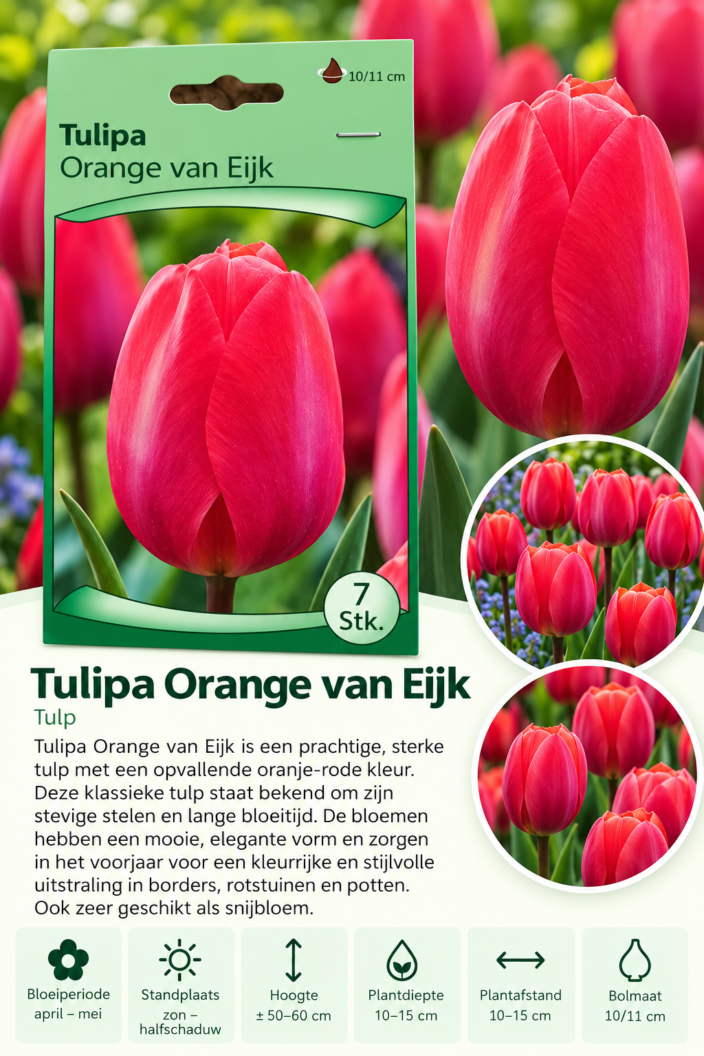 Tulp Orange van Eijk – 7 stuks
