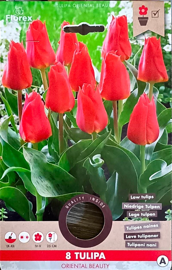 Tulp Greigii ‘Oriental Beauty’ – Oranje-rode voorjaarsbloeier