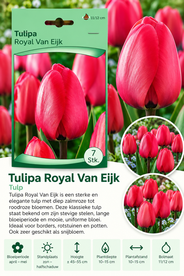 Tulp Royal Van Eijk – 7 stuks