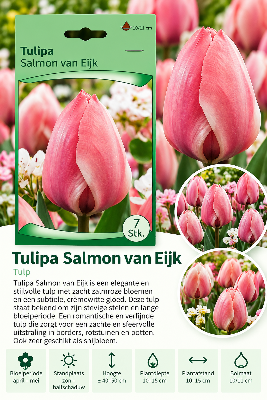 Tulp Salmon van Eijk – 7 stuks