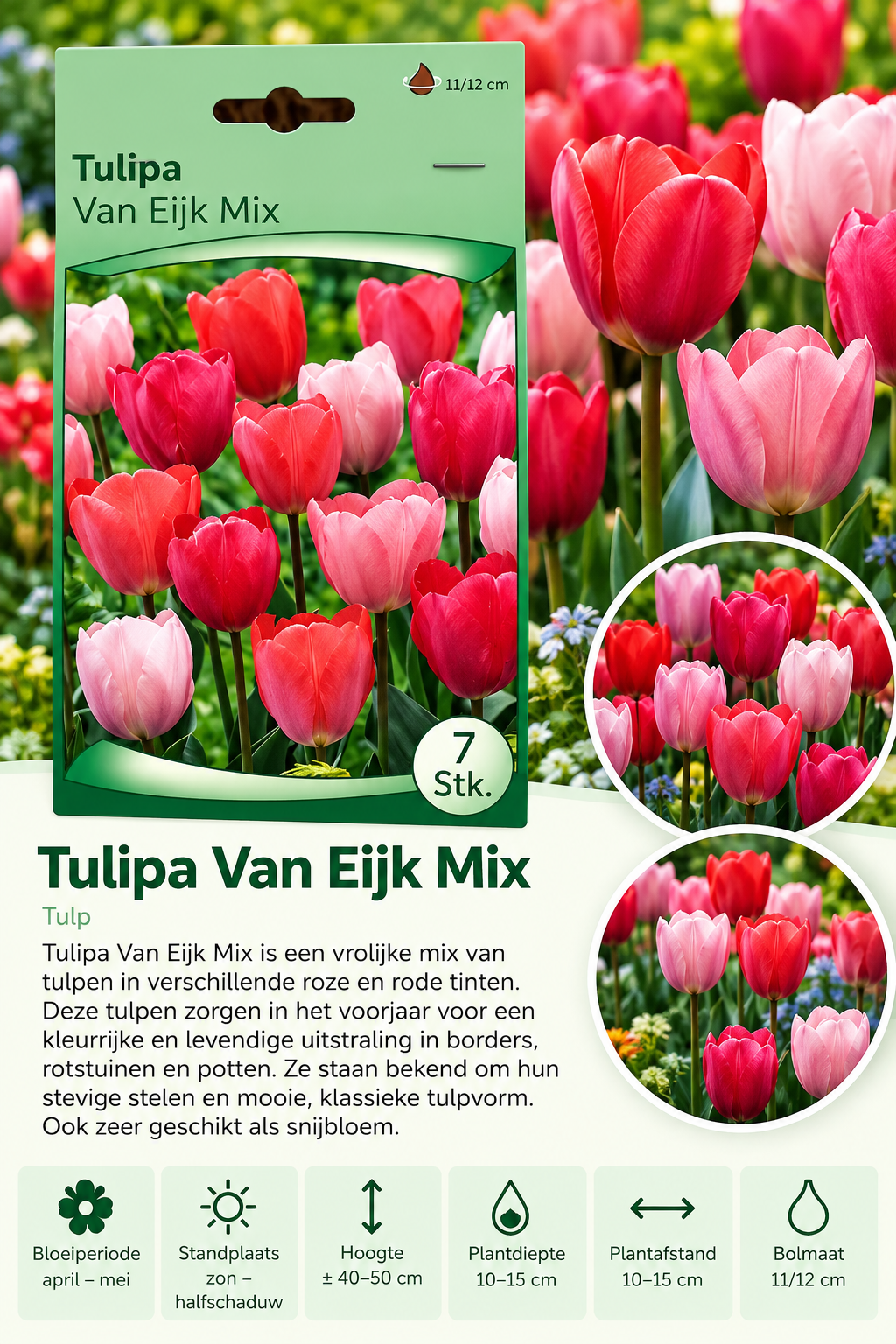 Tulp Van Eijk Mix – 7 stuks