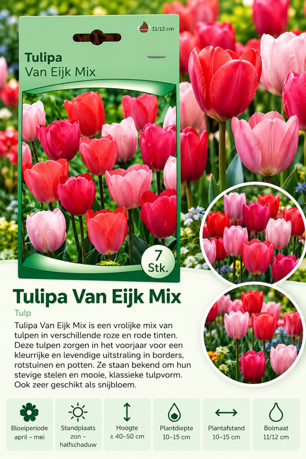 Tulp Van Eijk Mix – 7 stuks