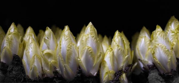 Witlofpennen – Vers binnen