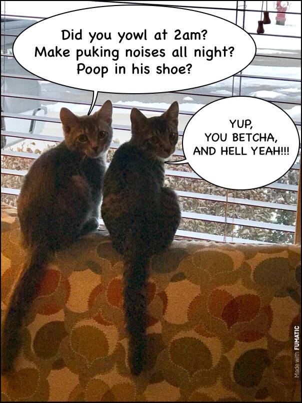 Kitten Mischief