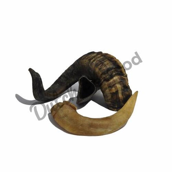 Ramshoorn (per stuk)