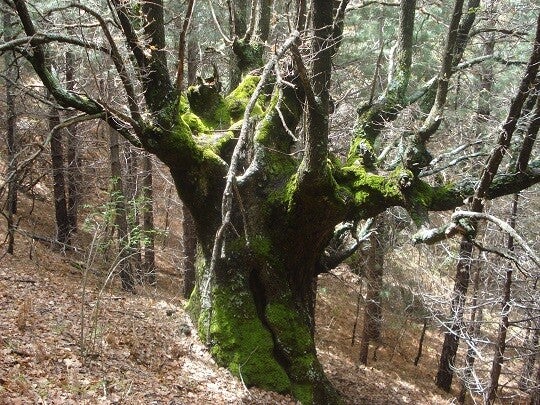 Escursionista che cammina nelle riserve naturali della Sicilia, tra boschi rigogliosi, coste selvagge, laghetti nascosti e panorami incontaminati, immerso in una natura autentica ricca di flora e fauna uniche.