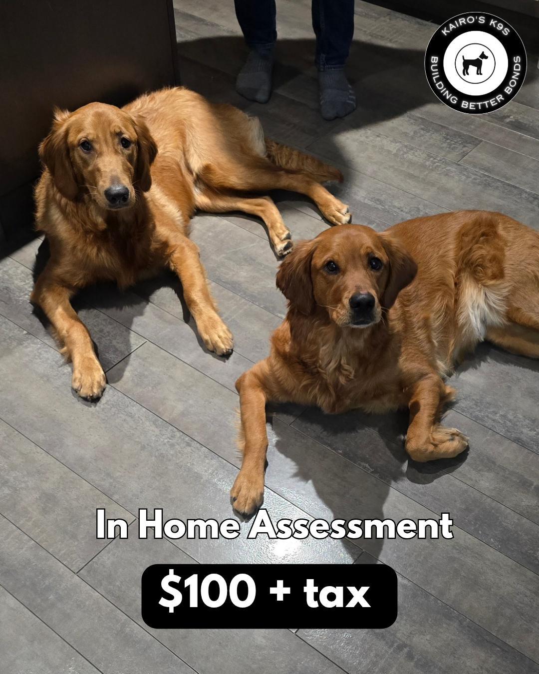In Home Assessment  - Saskatoon Dog Training - Assessments, Temperament Tests, and Evaluation 