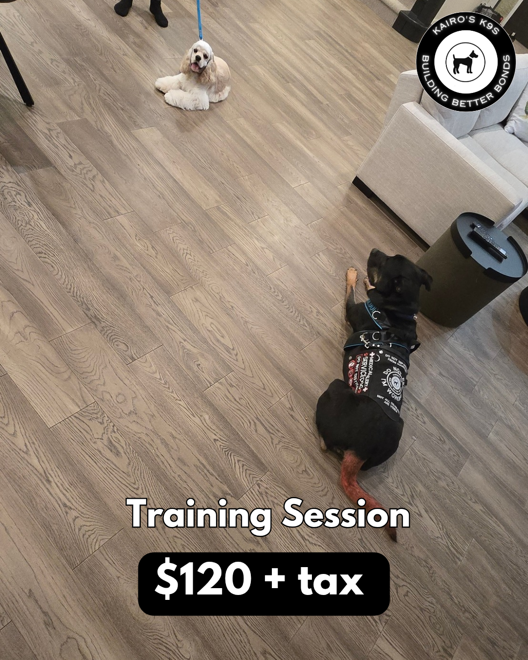 In Home Dog Training - Dog Training in the comfort of your home in Saskatoon and Area