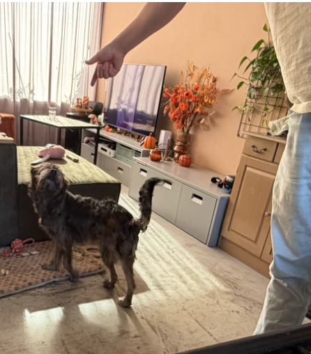 Hond oefent rustig plaats in Leiden