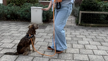 Hond oefent zit en wacht tijdens basiscursus in Leiden