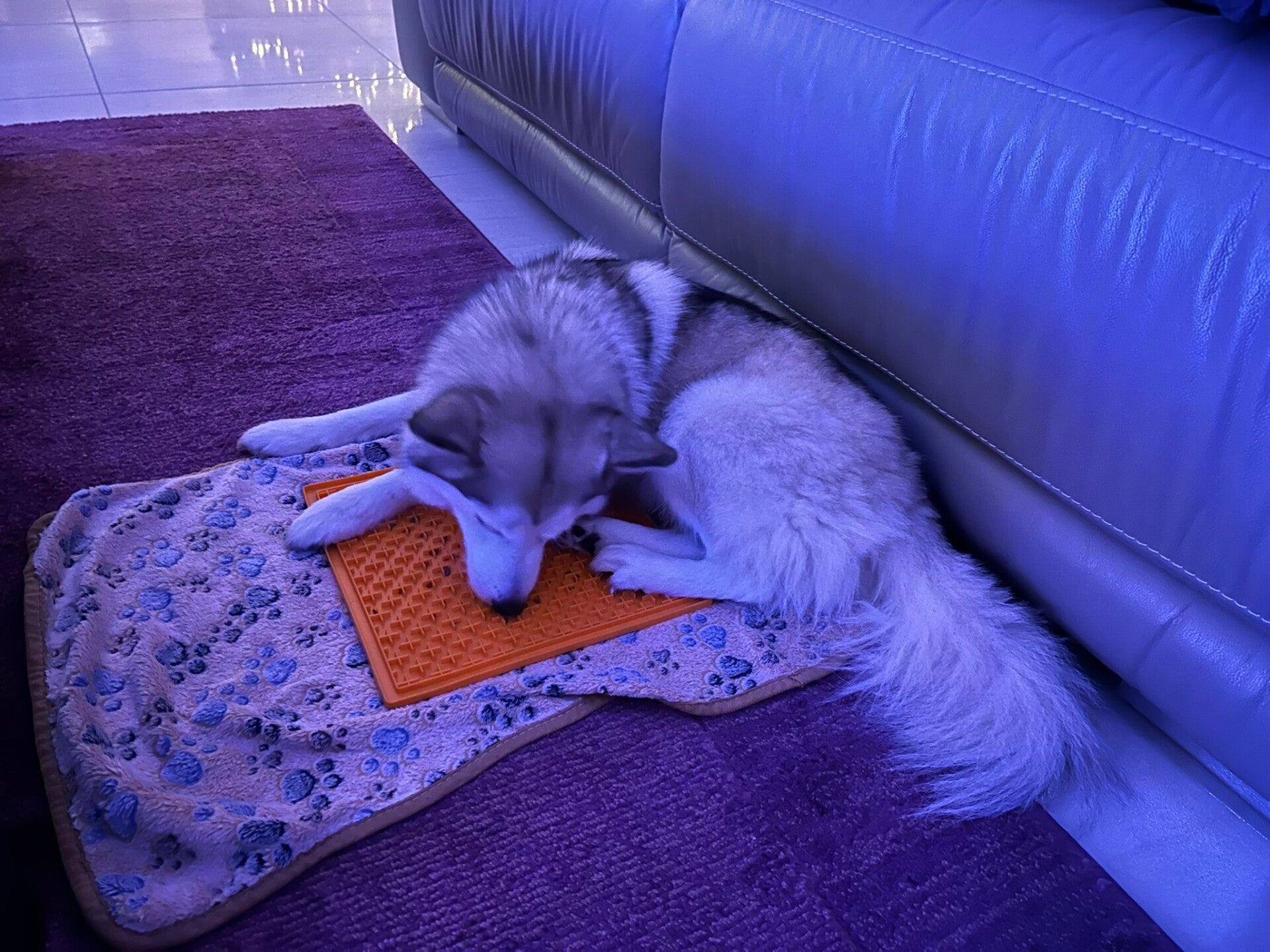 Hond likt aan een bevroren likmat om rustig te blijven tijdens vuurwerk