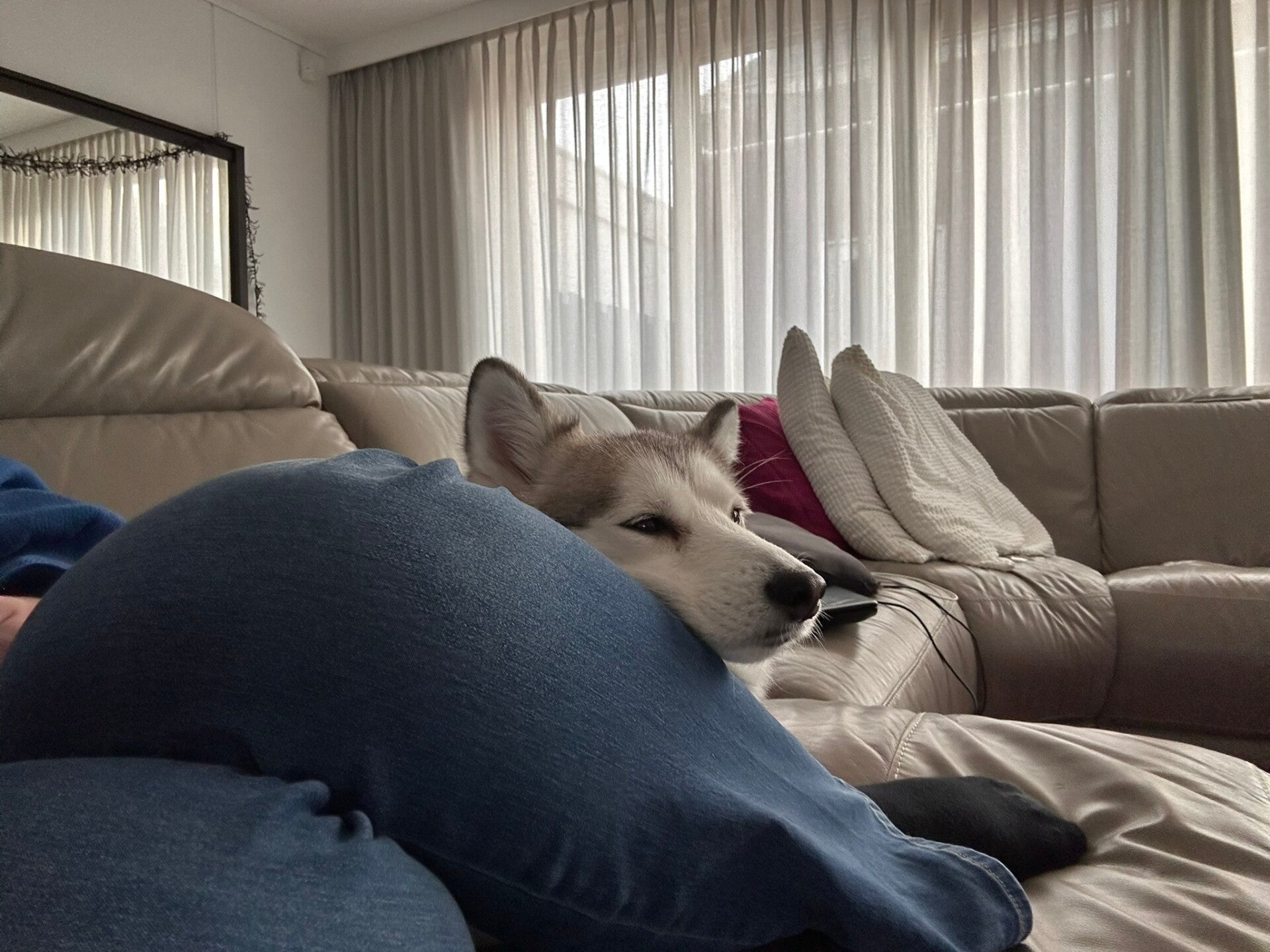 Hond ligt rustig in huis, voorbereid op vuurwerk