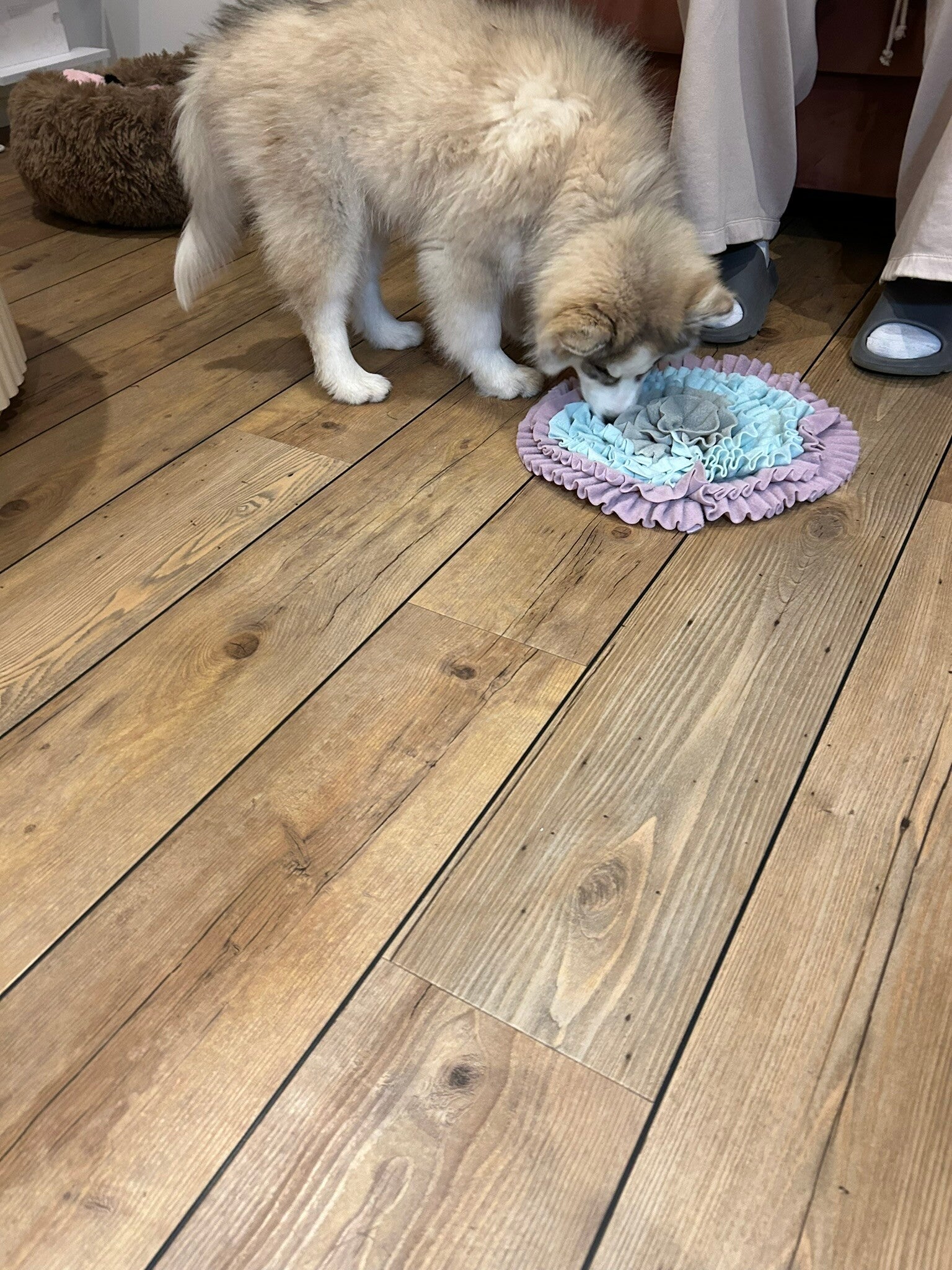 	Puppy tijdens puppycursus aan huis in Leiden
