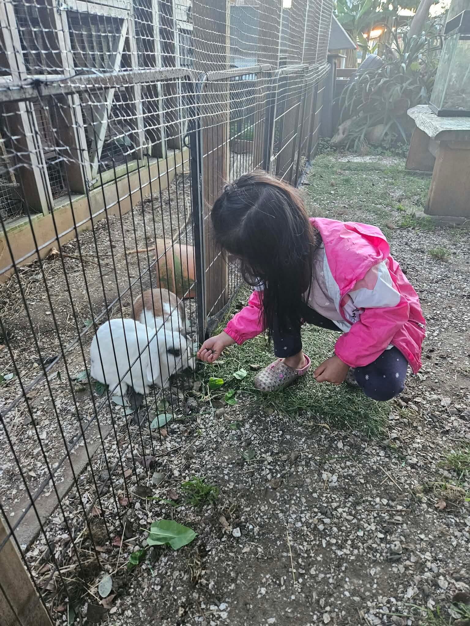 Children feeding rabbits at KCC Farm in Howick