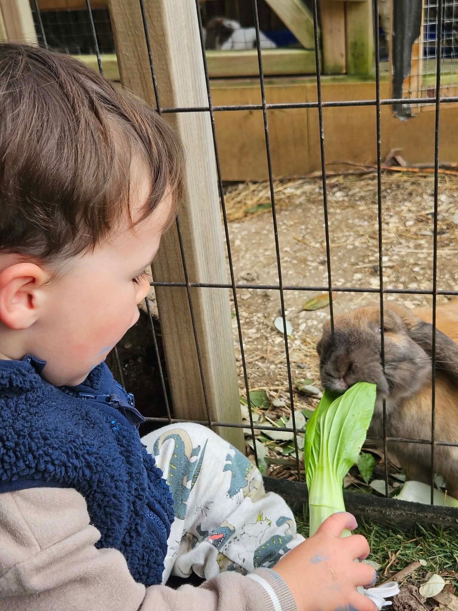 Children feeding rabbits at KCC Farm in Howick