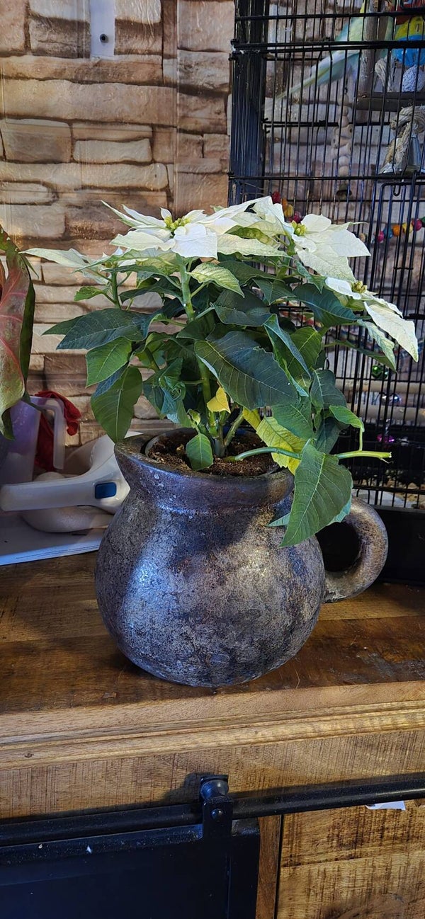 Kruik groot choco met plant
