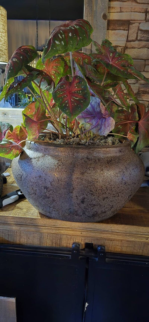 Pot ovaal choco met plant
