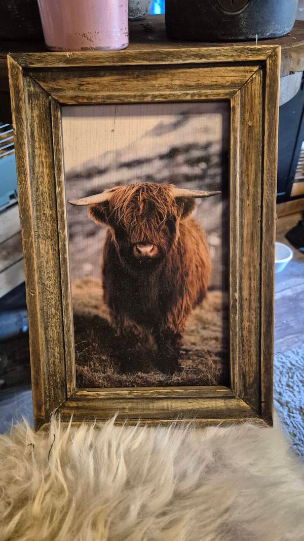 Schilderij klein hooglander