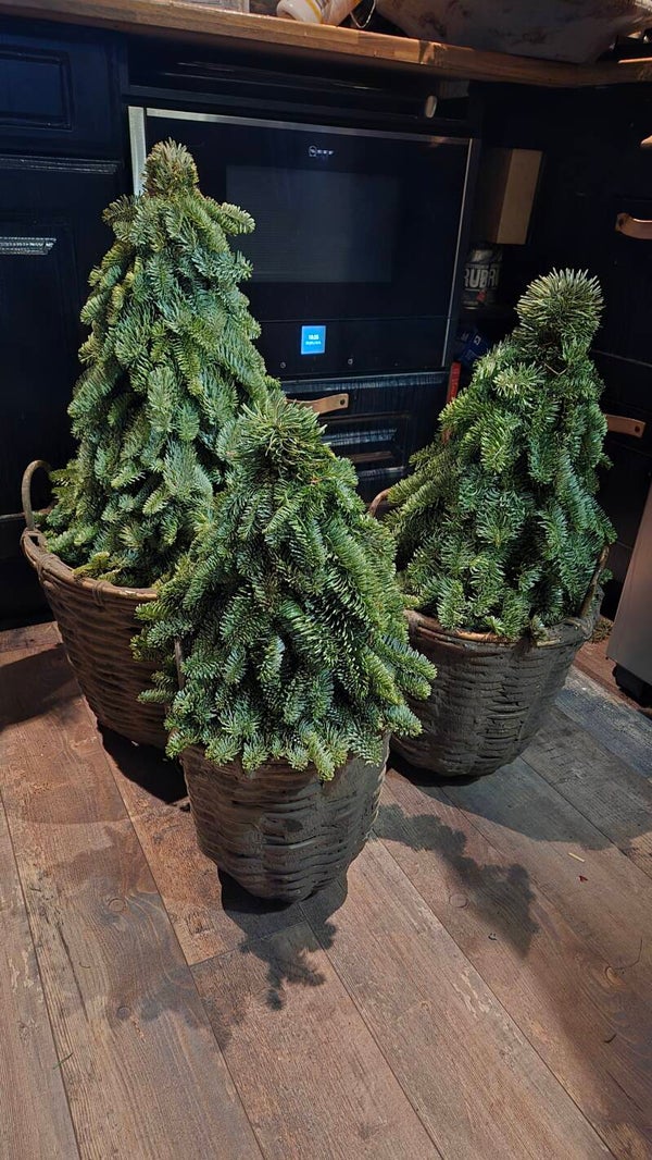 Leemmand met nobilisboom