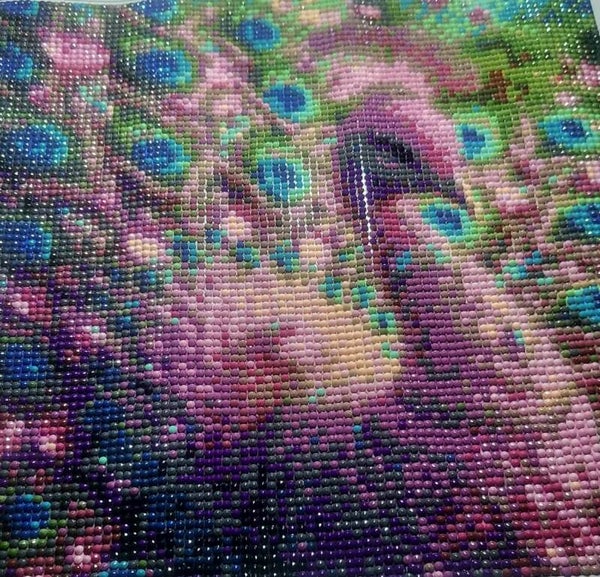Pink Peacock