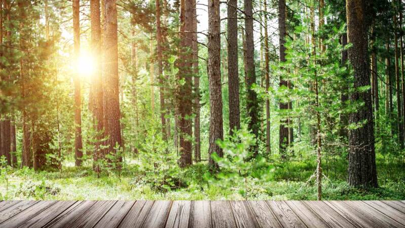 Bloemenhoning en ecologische impact