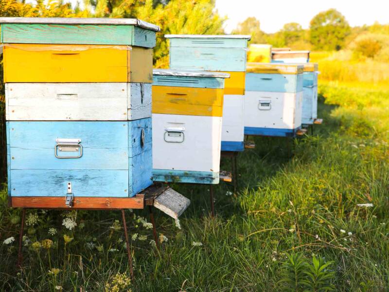 Duurzaamheid en honing
