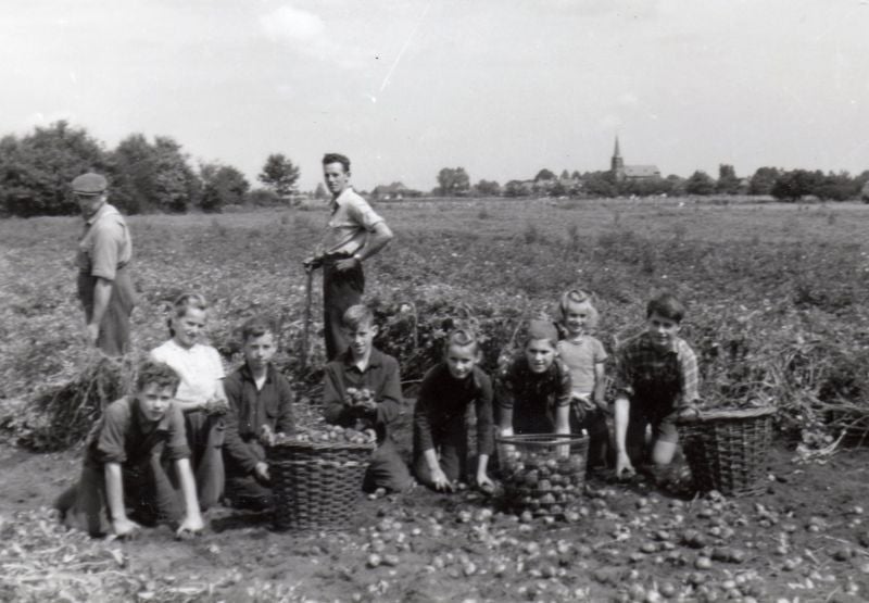 familie Selten aan het piepers rapen rond 1953