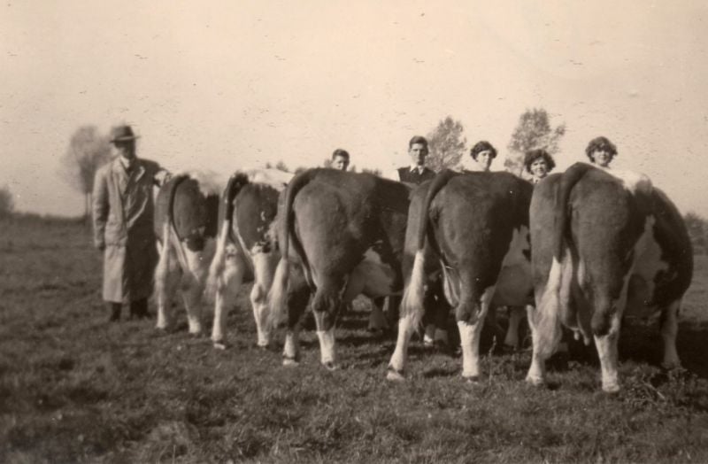 Frans Arts met zijn fokvee en kinderen