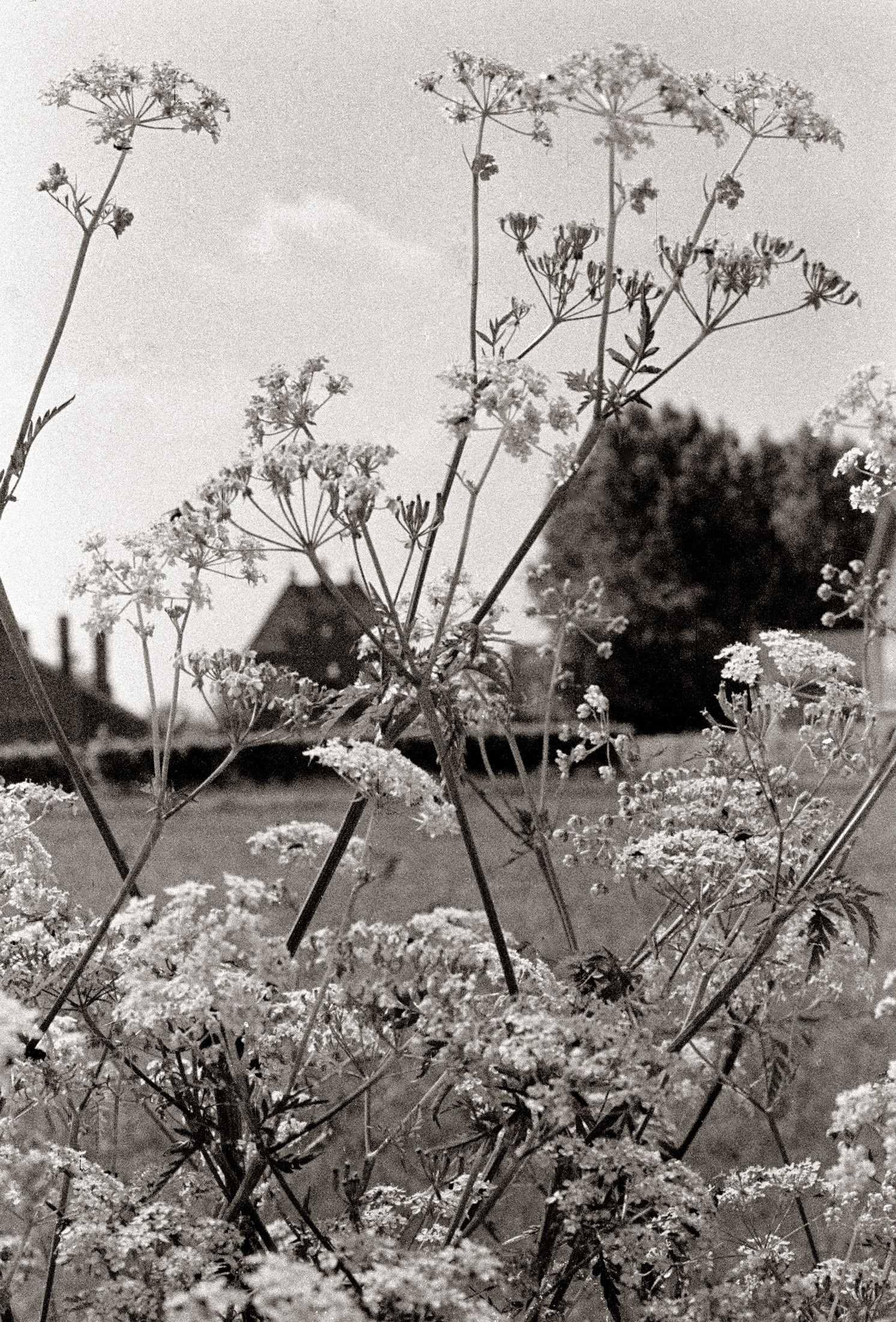 Fluitekruid in de berm van de Veldweg