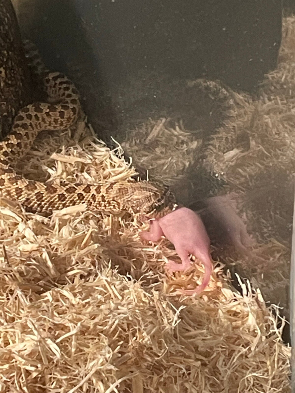Photos of Pythia / Pythia / Western Hognoses / Colubrids / Snakes ...