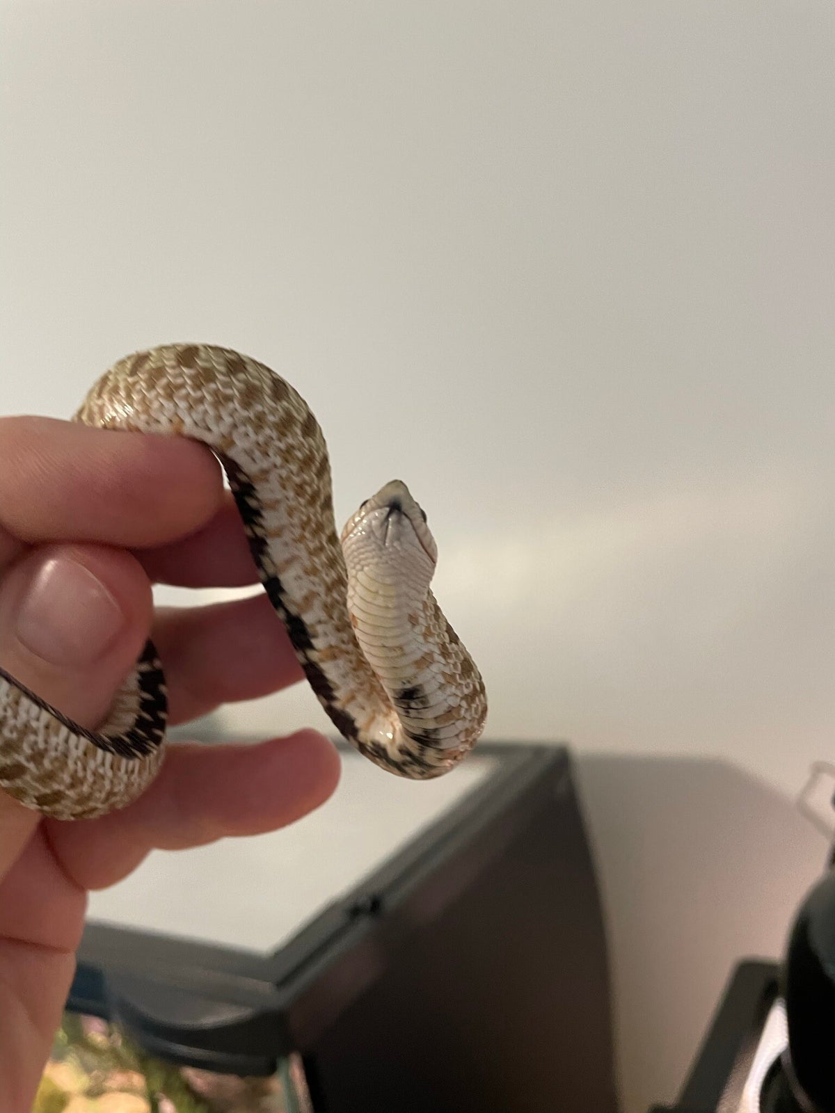 Photos of Pythia / Pythia / Western Hognoses / Colubrids / Snakes ...