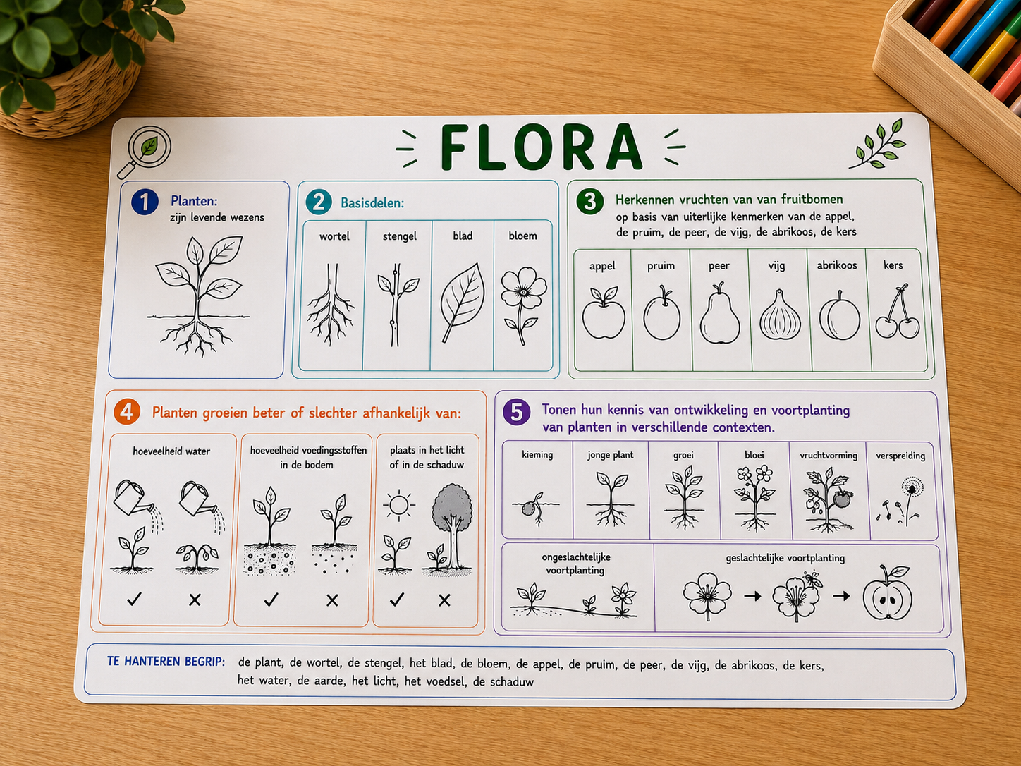 Onderzoek planten volgens nieuw leerplan 2e kleuterklas