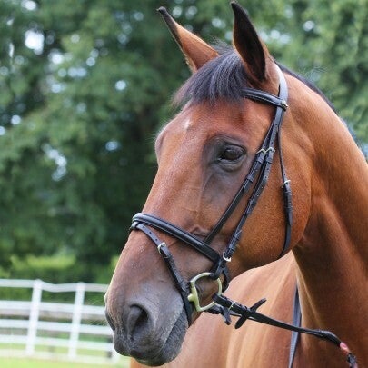 Padded bridle and rubber reins