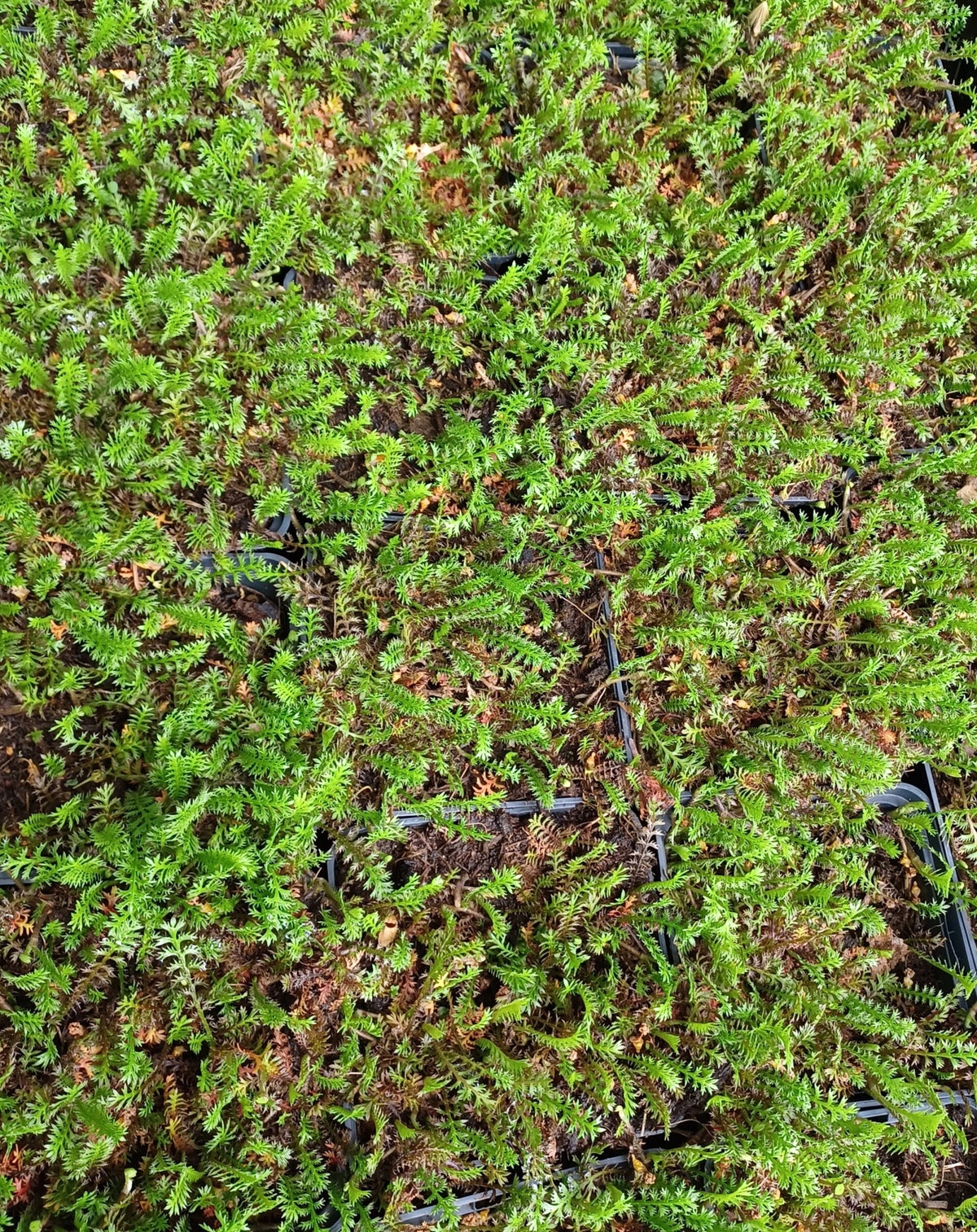 10 x LEPTINELLA SQUALIDA FARN-FIEDERPOLSTER BLACK | AllSeasonsShop