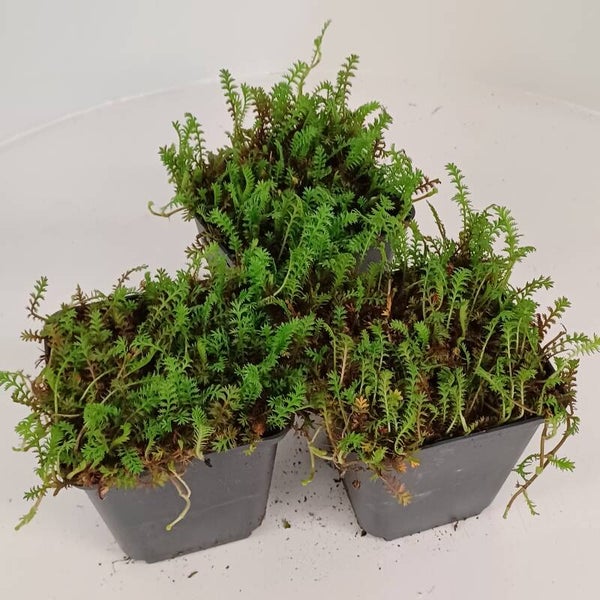 10 x LEPTINELLA SQUALIDA FARN-FIEDERPOLSTER BLACK