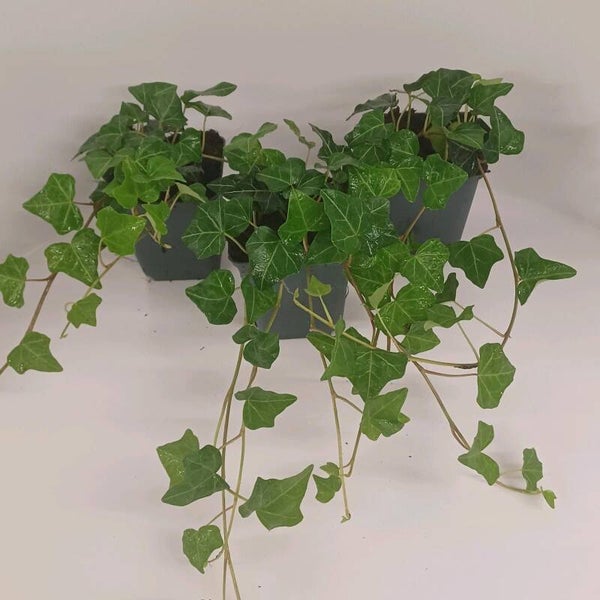 Hedera helix hibernica  Großblättriger Irischer Efeu 20 Stück