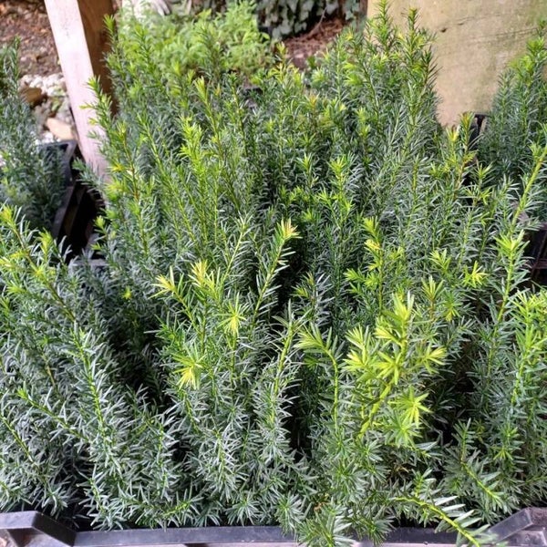 Taxus Baccata Gemeine Eibe / Europäische Eibe - Heckenpflanze 50 Stück