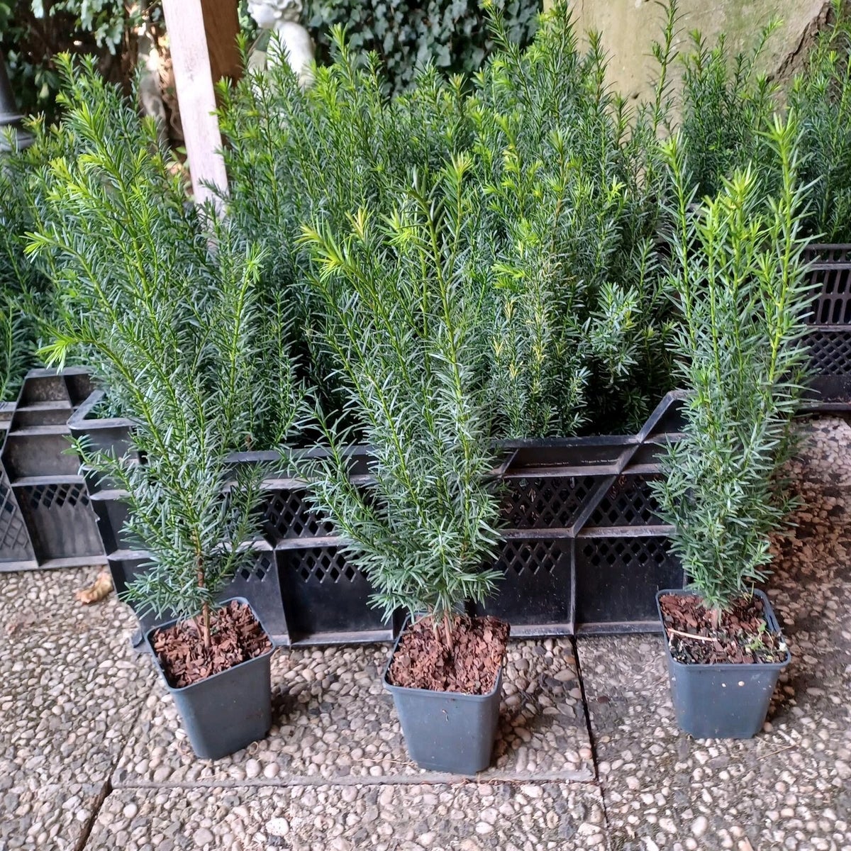100 Stck Taxus Baccata Gemeine Eibe / Europische Eibe - Heckenpflanze |  AllSeasonsShop