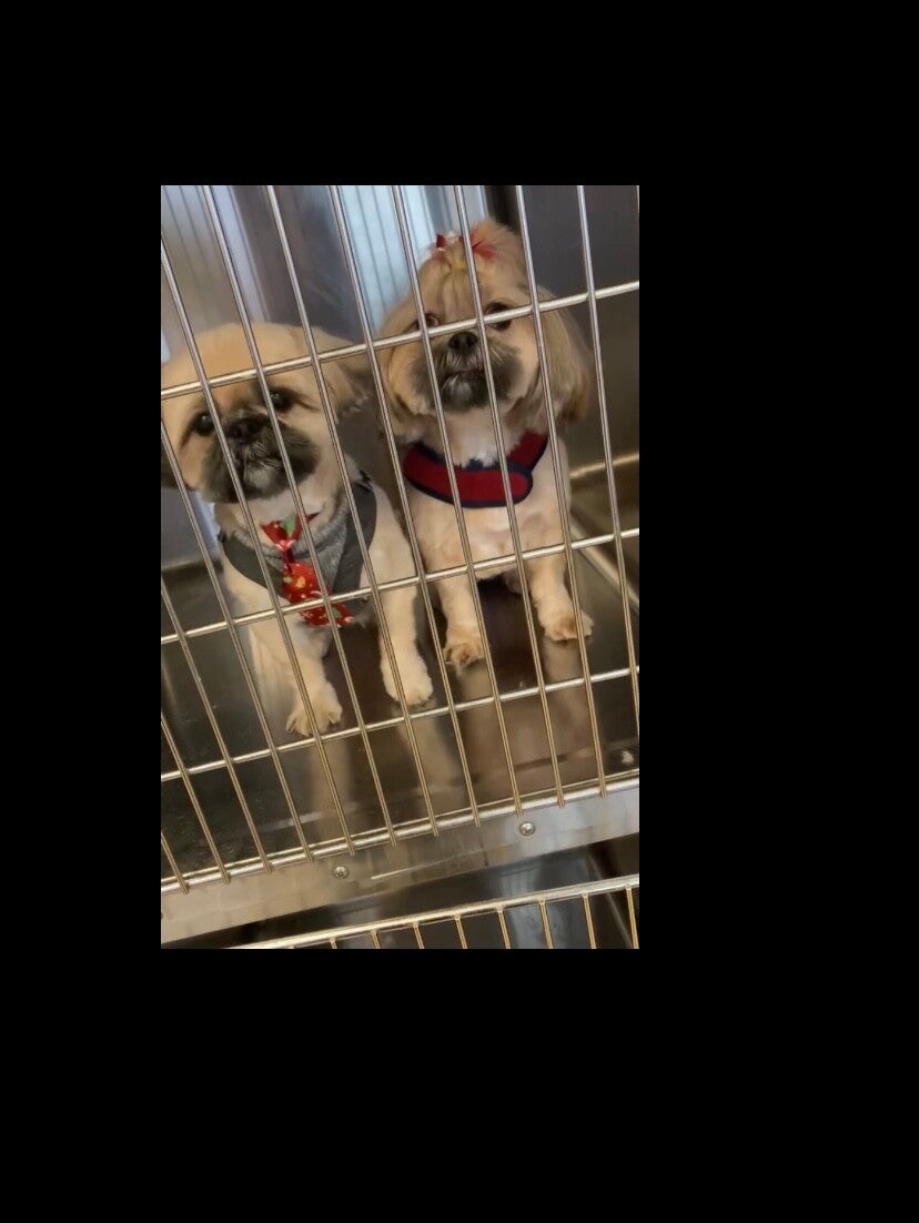 Gina's Clean & Cozy Petcare